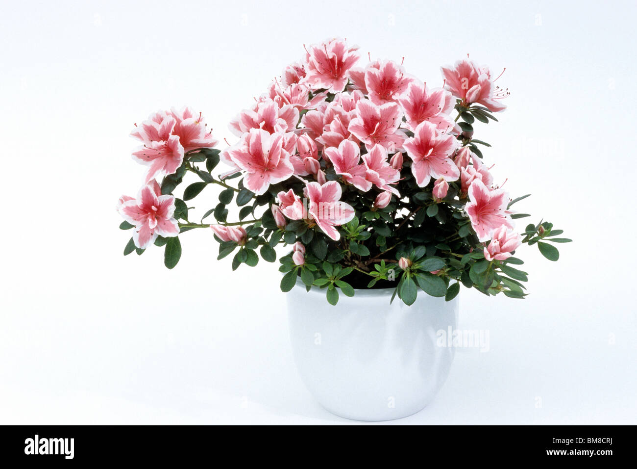 Azalea indiennes (Rhododendron simsii), la floraison des plantes en pot, studio photo. Banque D'Images