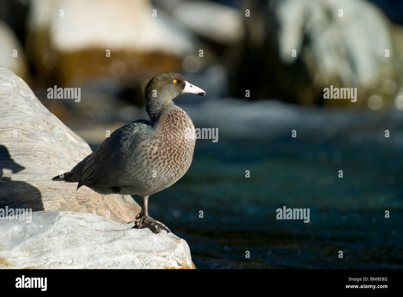 Whio Hymenolaimus malacorhynchos canard bleu Nouvelle Zélande Banque D'Images