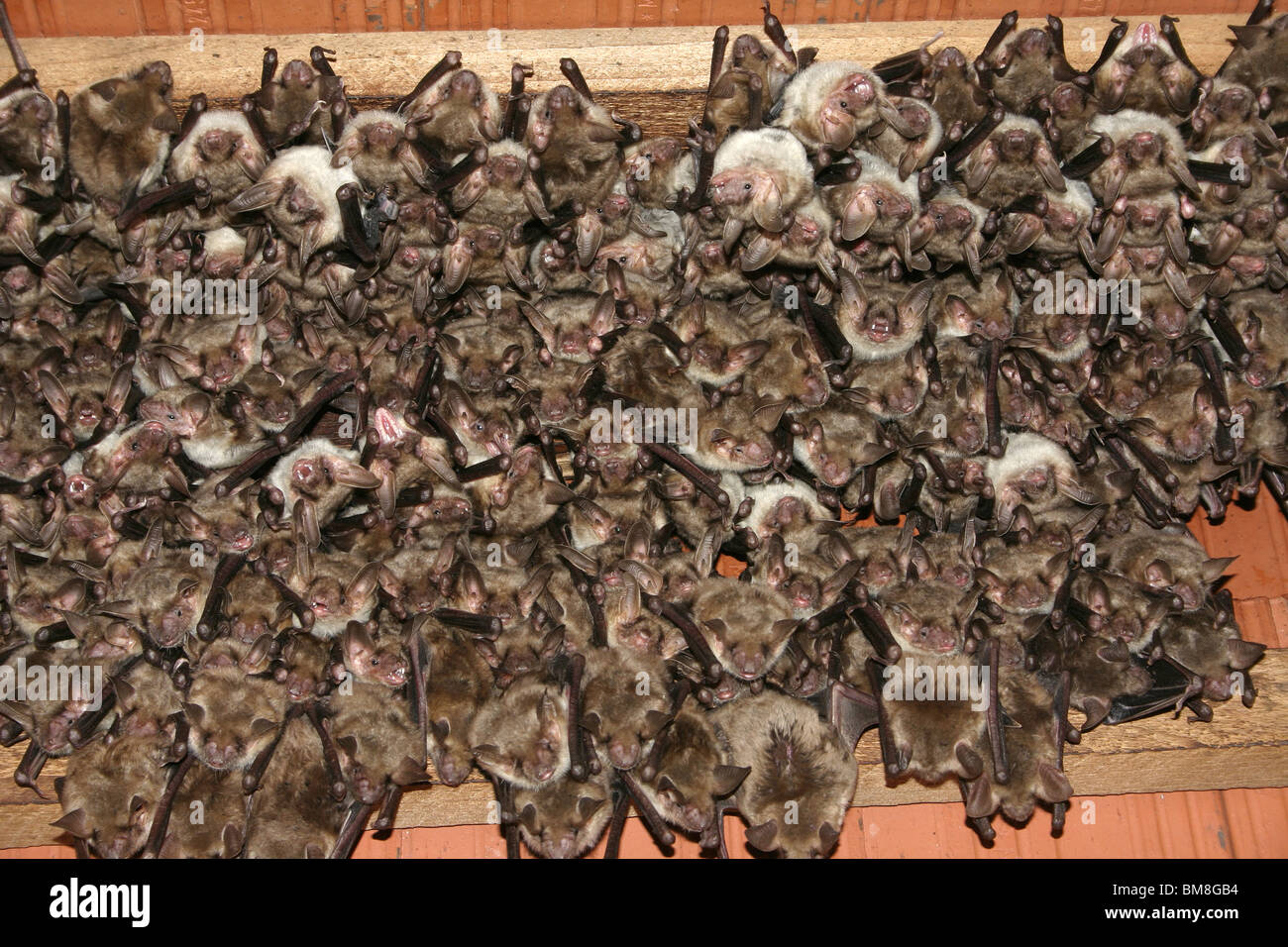 Une plus grande chauve-souris de la souris (Myotis myotis). Les femmes en colonie de reproduction se reposer sous le toit d'une église. Banque D'Images