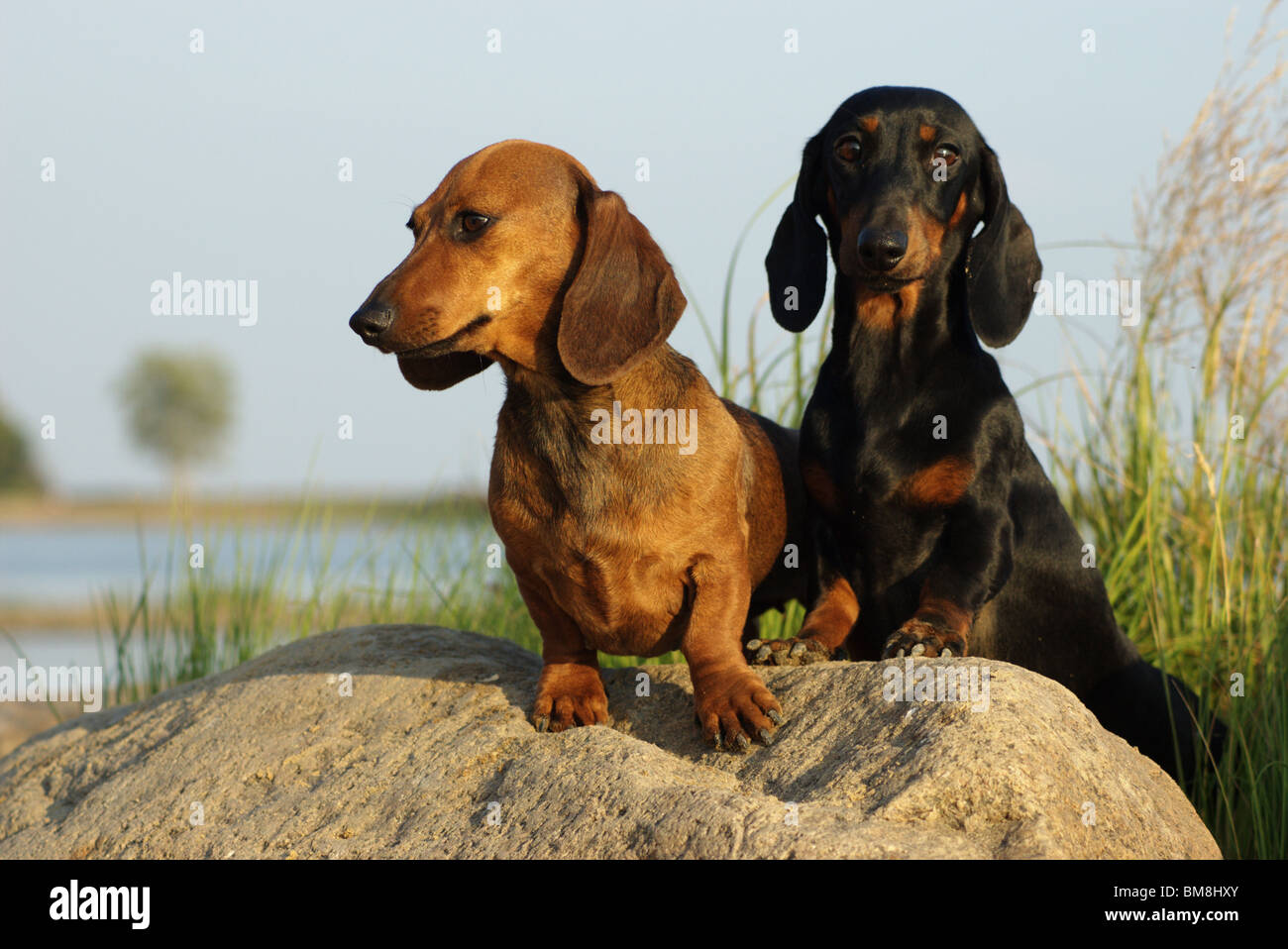 Two dachshund Banque de photographies et d'images à haute résolution - Alamy