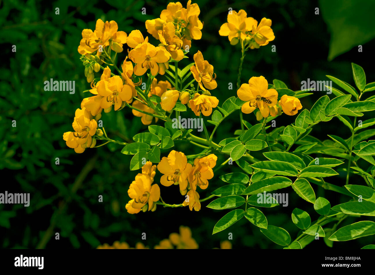 Alexandrian senna Senna alexandrina) (brindille, la floraison. Banque D'Images