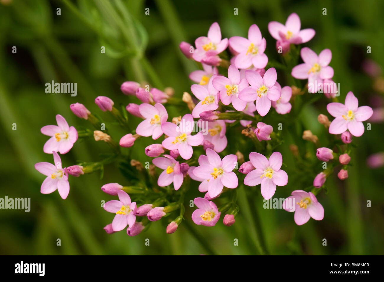 La centaurée (Centaurium erythraea), la floraison. Banque D'Images