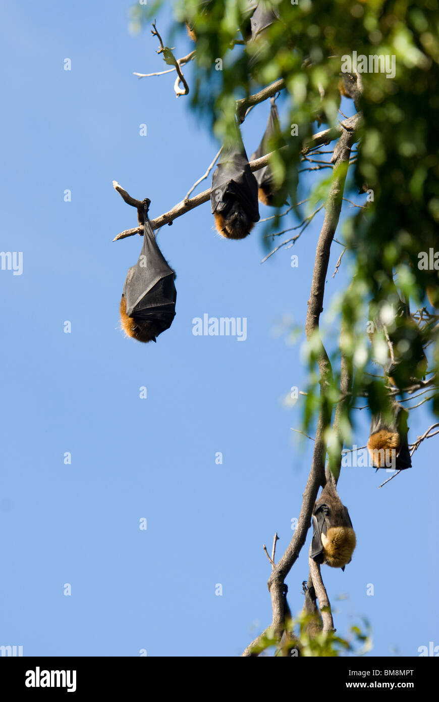 Renard volant à tête grise, Pteropus poliocephalus Botanical Gardens Sydney Australie Banque D'Images