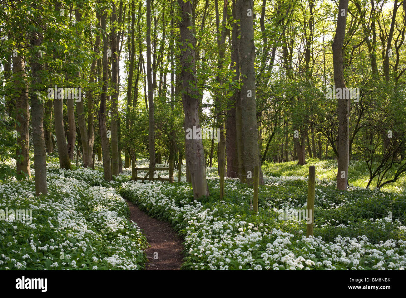 Ramsons (Allium ursinum) ou de l'ail sauvage dans les bois près de Aysgarth, Yorkshire du Nord. Banque D'Images