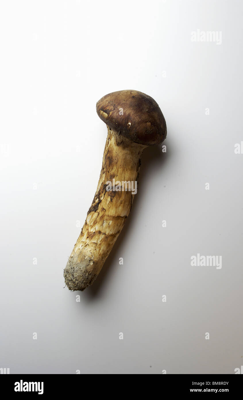 Champignons matsutake, fond blanc Banque D'Images