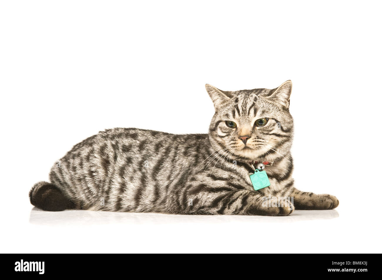 Portrait of a male British shorthair silver tabby cat allongé contre un blanc pur (255) Contexte. Banque D'Images