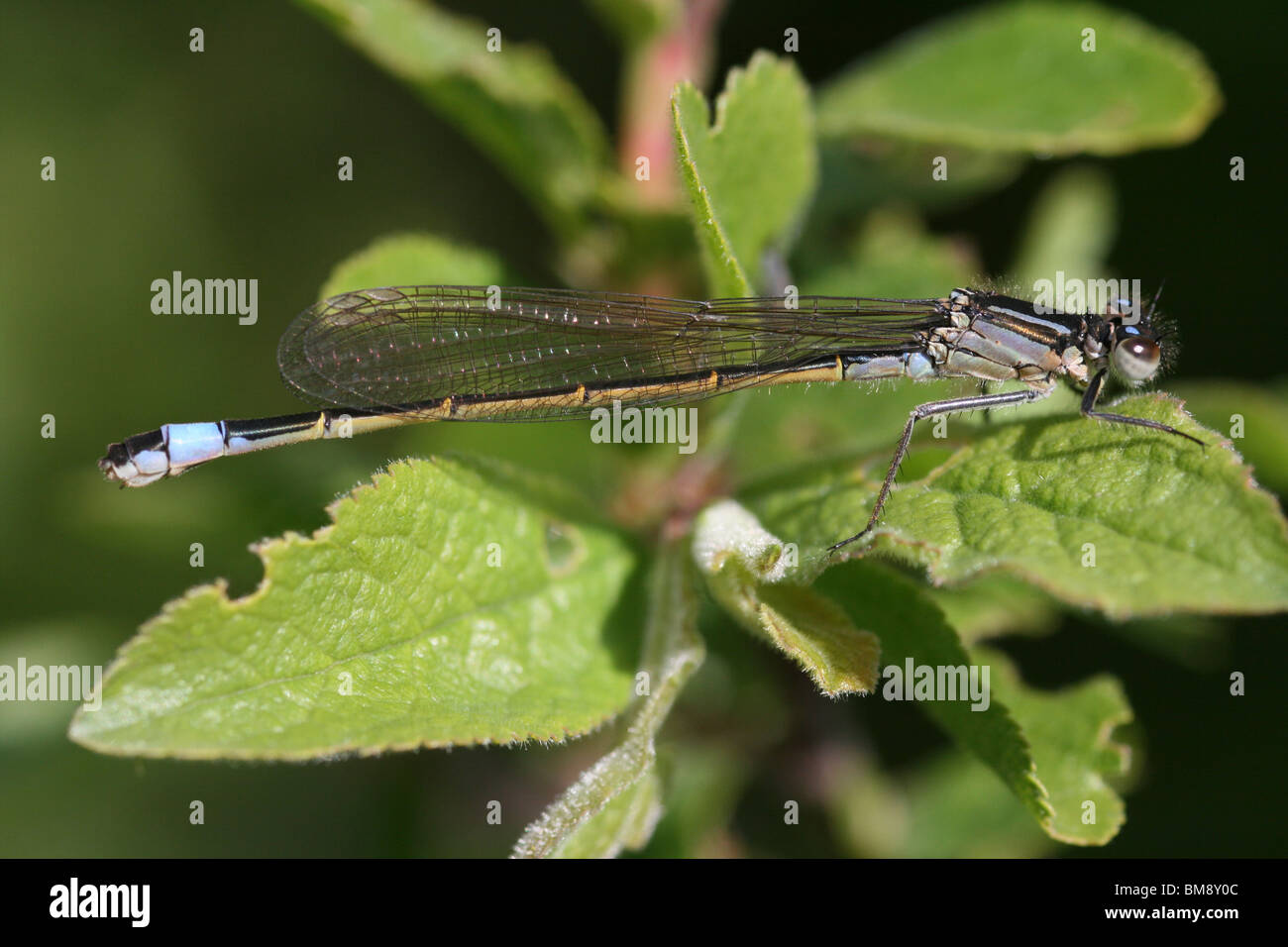 Le cerf bleu Libellule Ischnura elegans prises à Marton simple, Blackpool, Royaume-Uni Banque D'Images