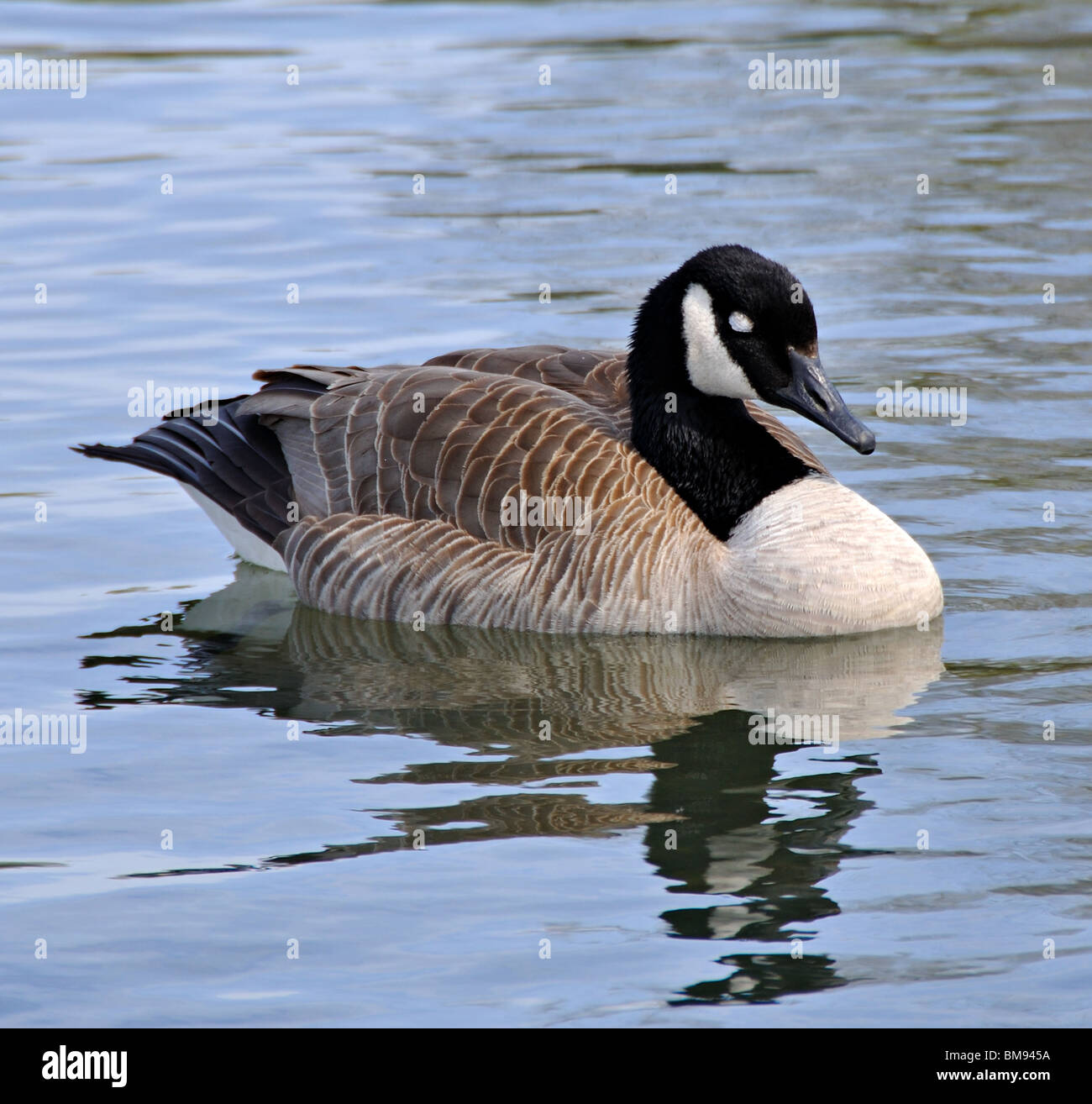 Canada goose endormi sur l'eau Banque D'Images