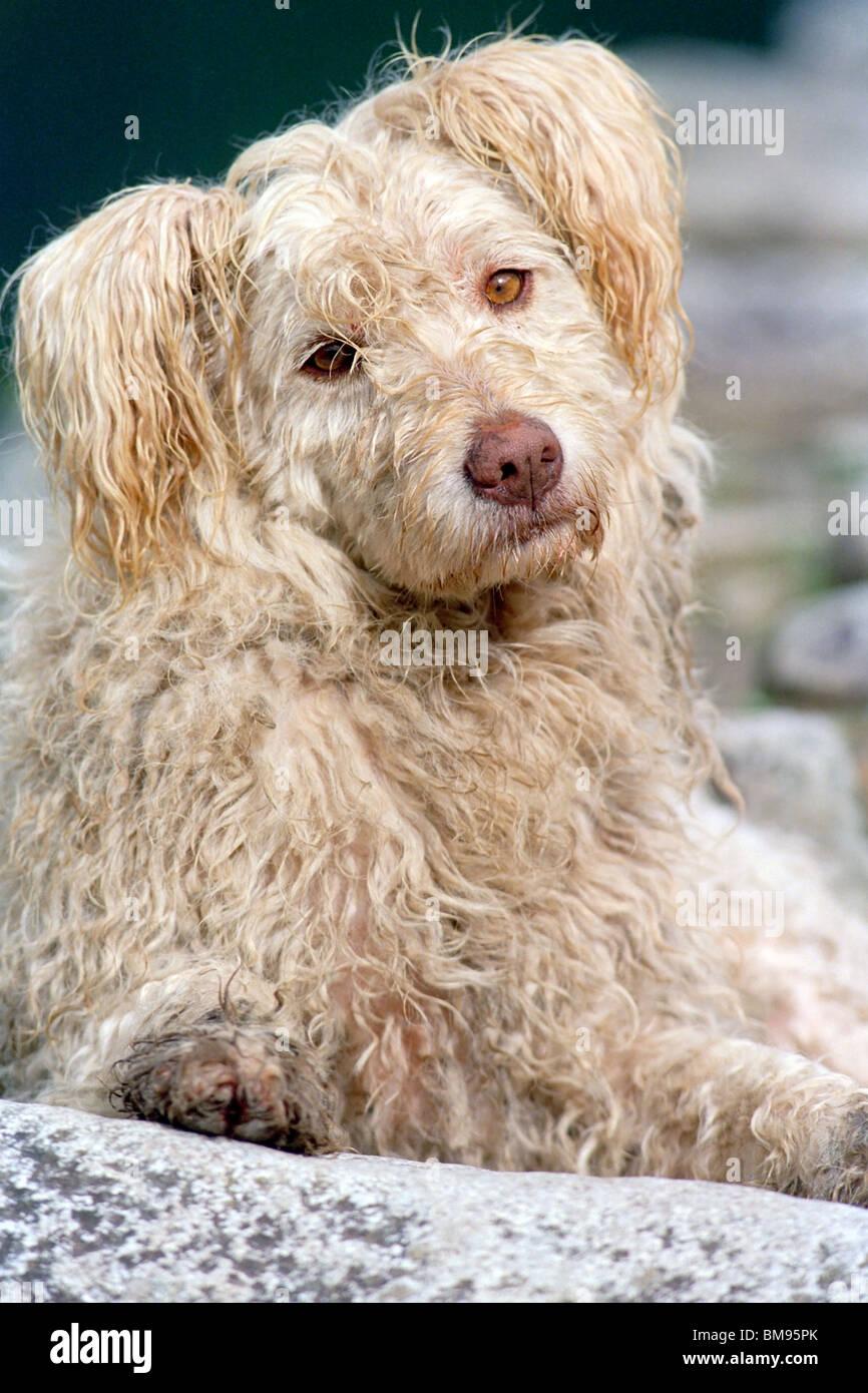 Close-up of shaggy dog - Machu Picchu, Pérou Banque D'Images