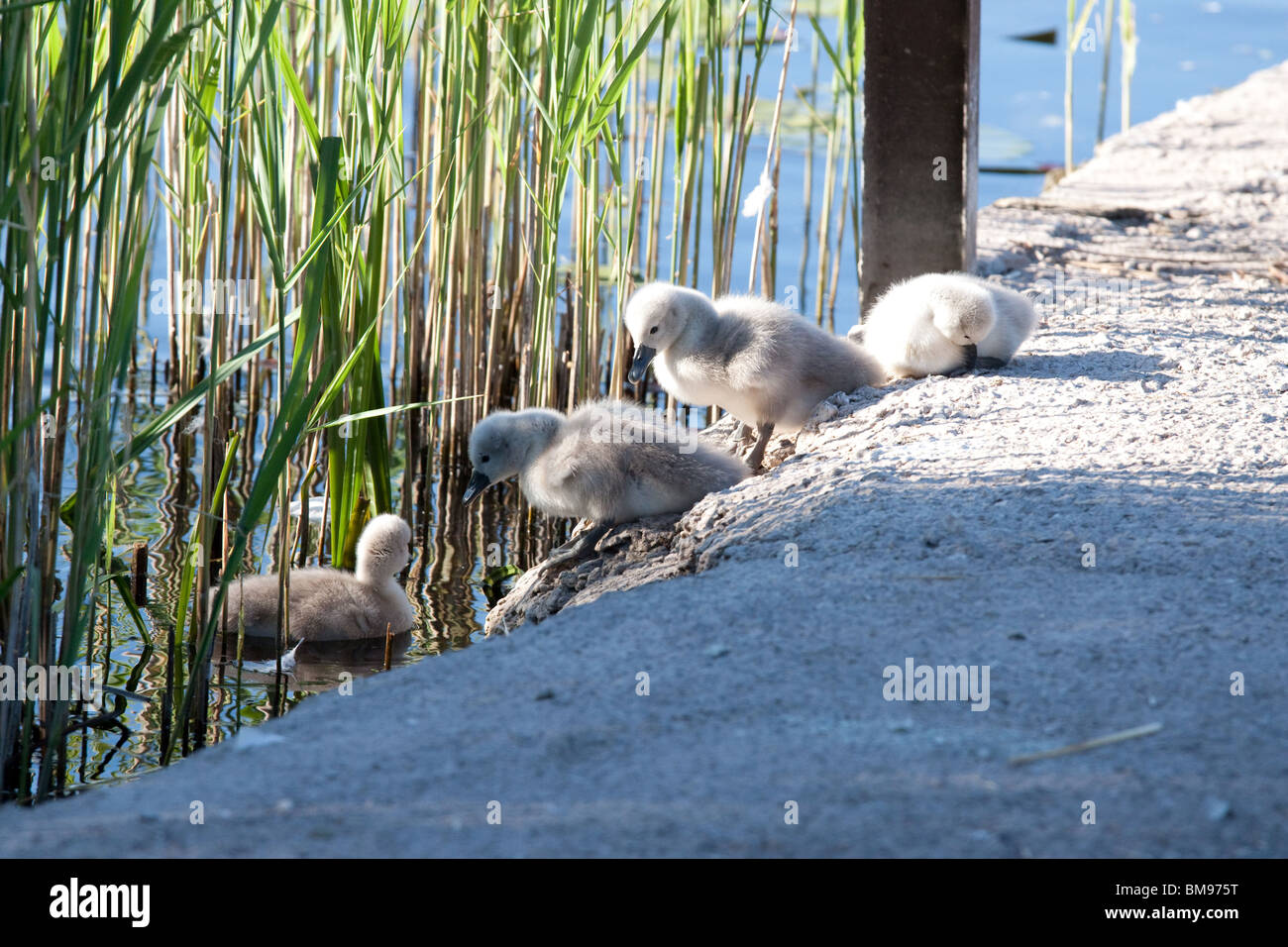 Quatre Cygnets sur le bord d'une banque, l'un des lacs de l'eau entre les roseaux, les autres à leur manière d'approche jusqu'à l'eau Banque D'Images