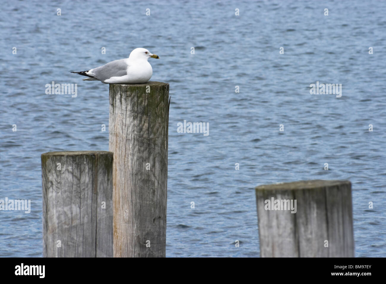 Sea Gull reposant sur un post Banque D'Images