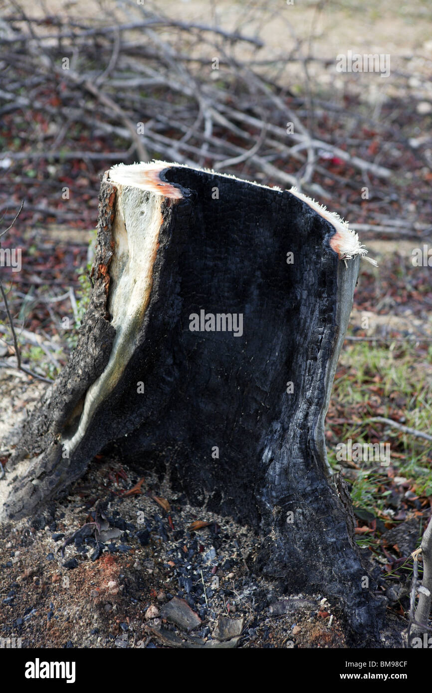 Charbon de bois détail forêts brûlées après feu disaster Banque D'Images