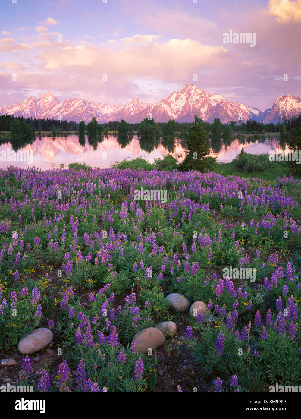 Parc National de Grand Teton, Wyoming Teton Range, étang de réflexions et à l'aube meadow lupin Banque D'Images