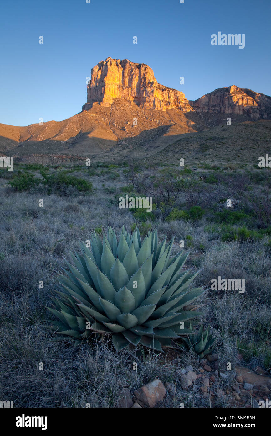 El Capitan sur Century Plant, Guadalupe Mountains National Park, Texas Banque D'Images