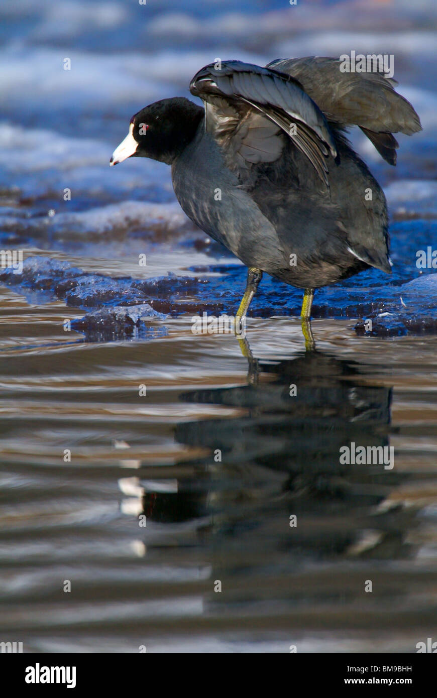Une Foulque d'ailes de séchage sera debout sur la glace au bord de l'eau Banque D'Images