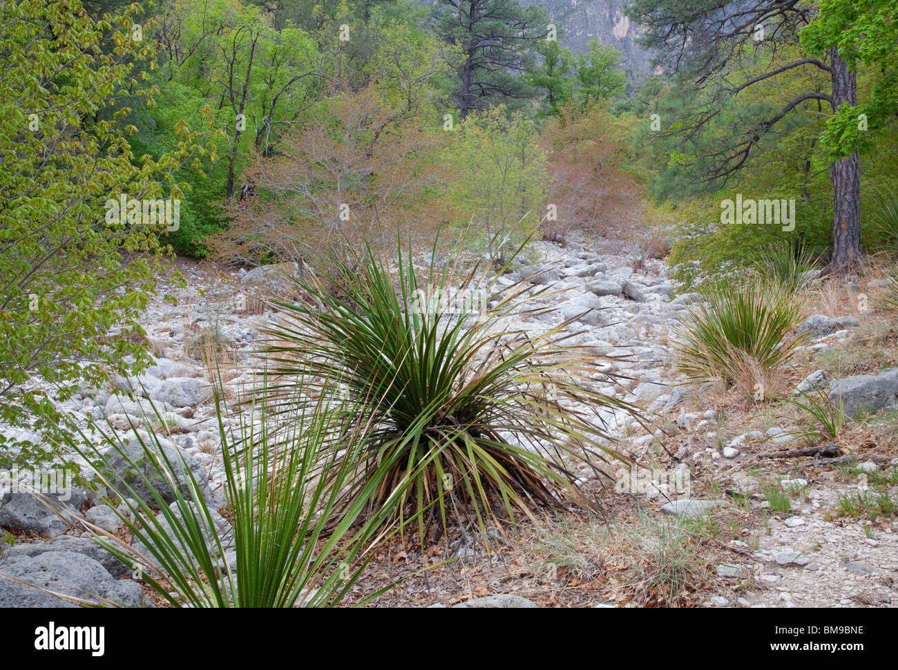 McKittrick Canyon, Guadalupe Mountains National Park, Texas Banque D'Images