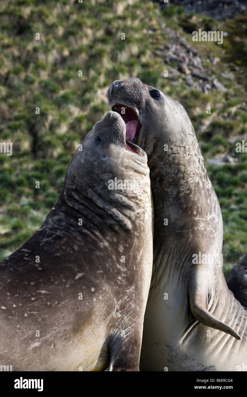 Phoques Droles Banque D Image Et Photos Alamy