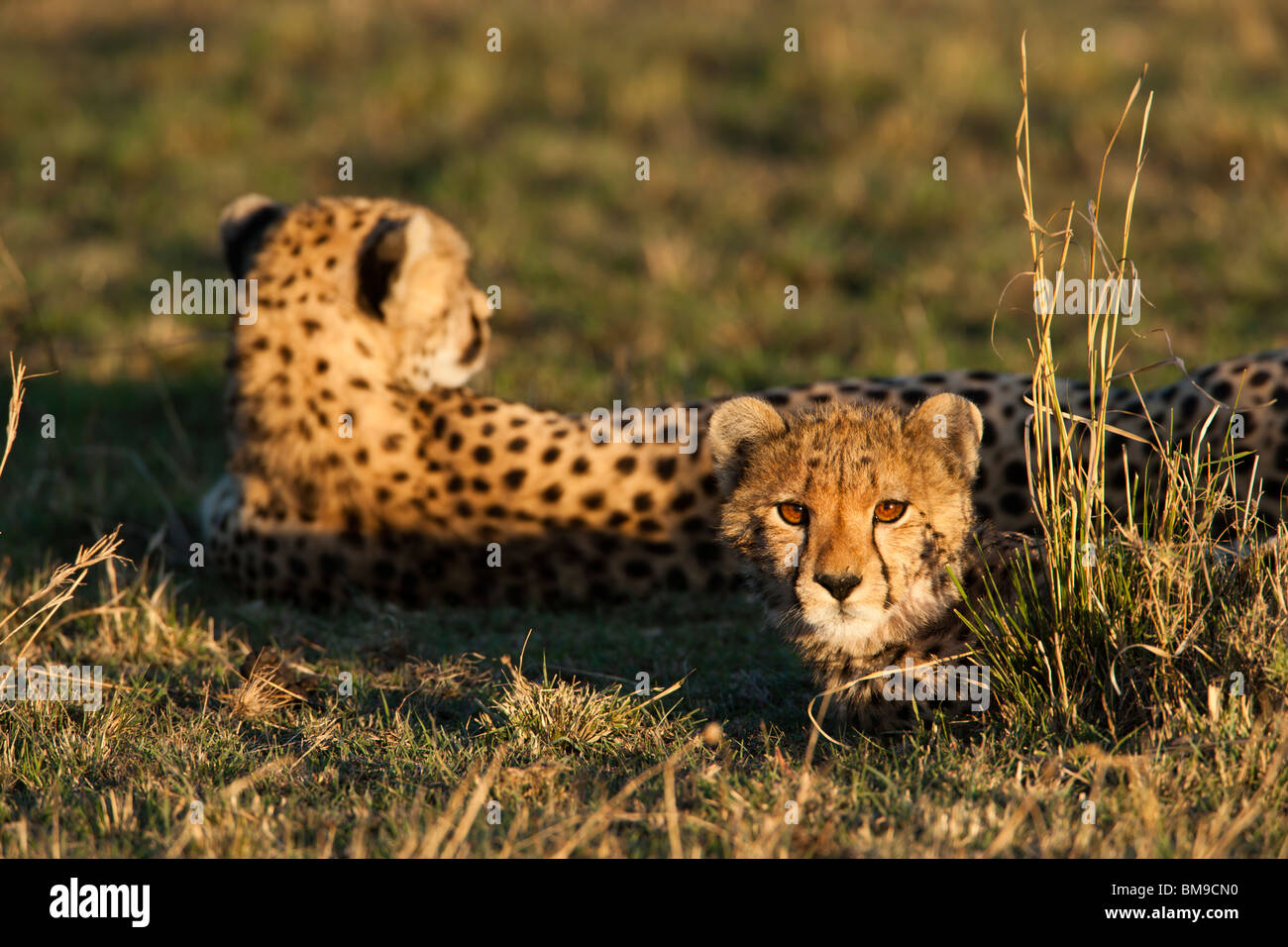 Cheetah cub Acinonyx jubatus mère et la lumière sur le coucher du soleil chaud mignon bébé visage animal couché dans l'herbe verte savanna Maasai Mara Kenya Masai Mara Banque D'Images