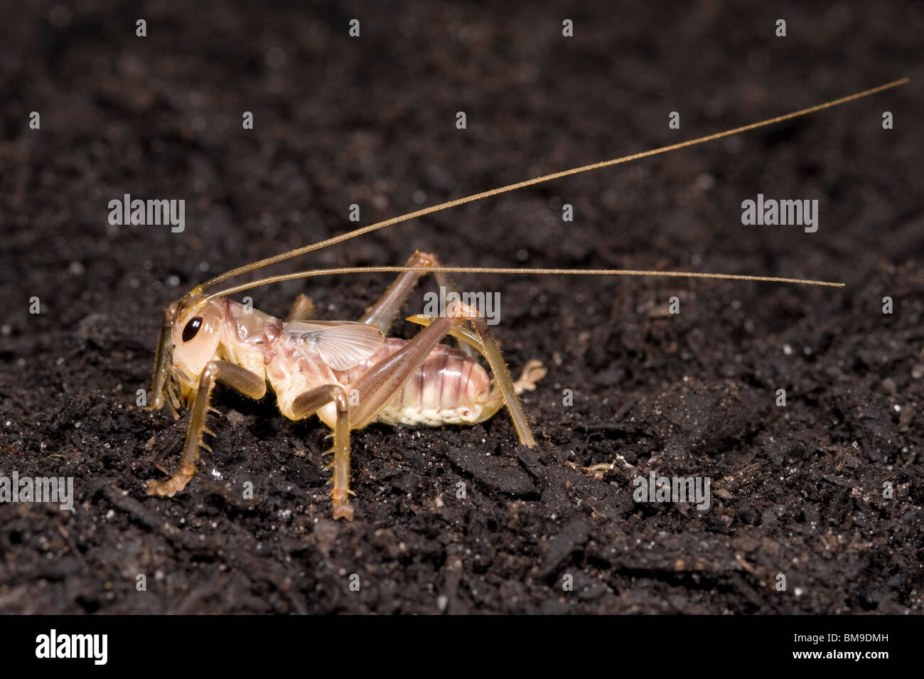 Cricket râpeux femelle nymphe de la famille Gryllacrididae Banque D'Images
