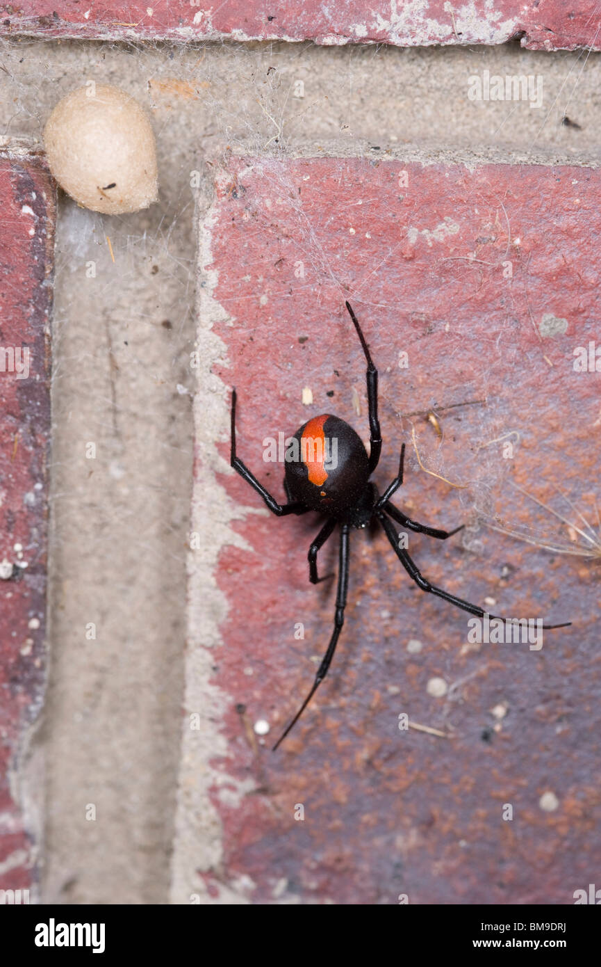 Australian femelle, rouge-back spider et sac Banque D'Images