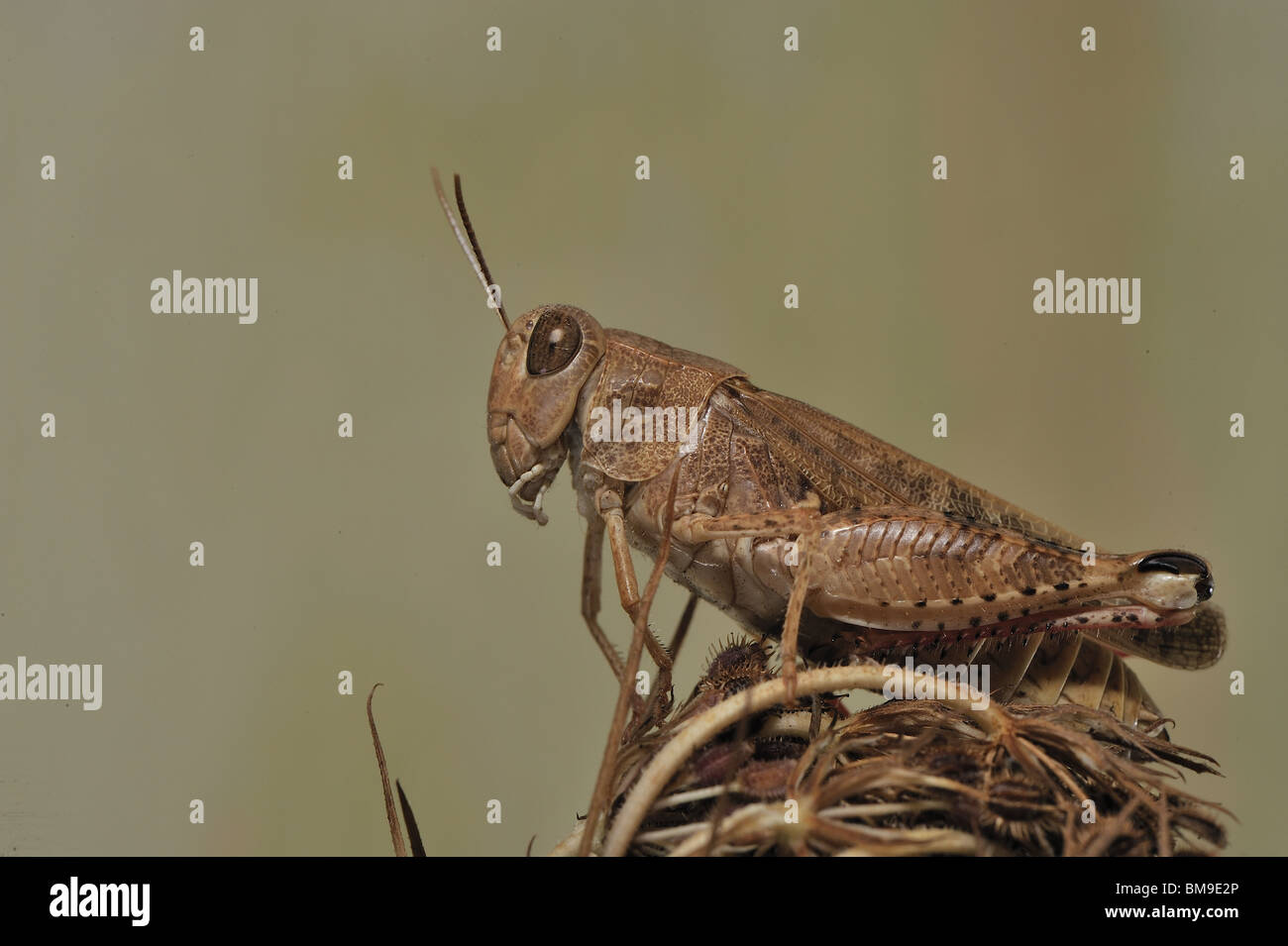 Criquet italien (Calliptamus italicus) sur une fleur sèche en Provence Banque D'Images