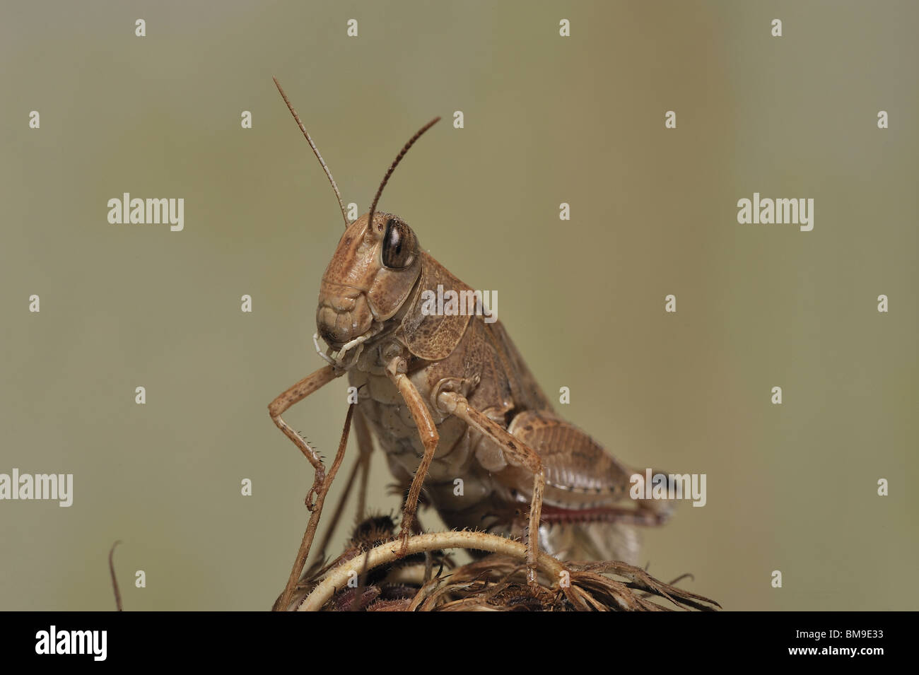 Criquet italien (Calliptamus italicus) sur une fleur sèche en Provence Banque D'Images