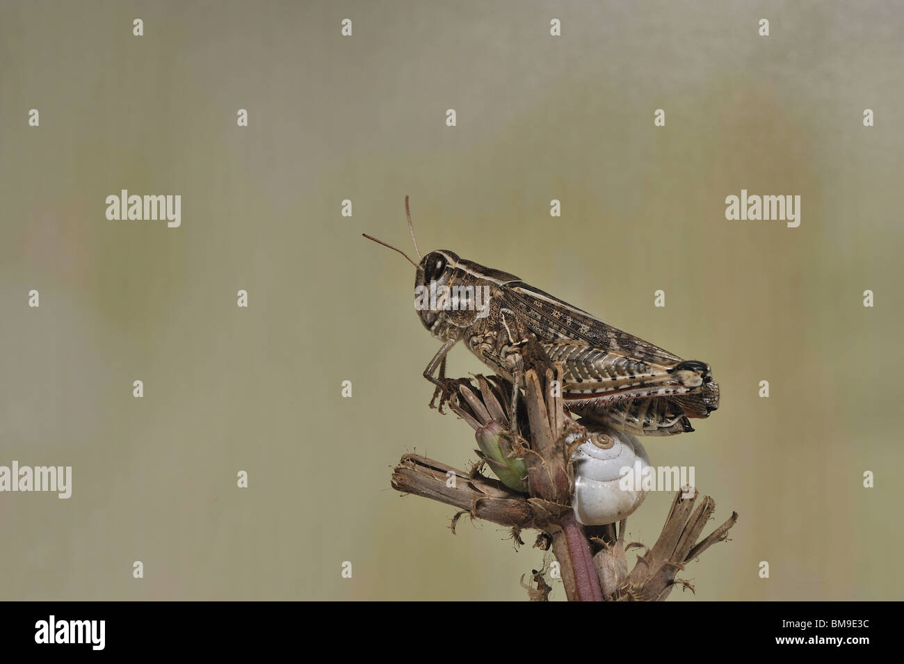 Criquet italien (Calliptamus italicus) sur une fleur sèche en Provence Banque D'Images