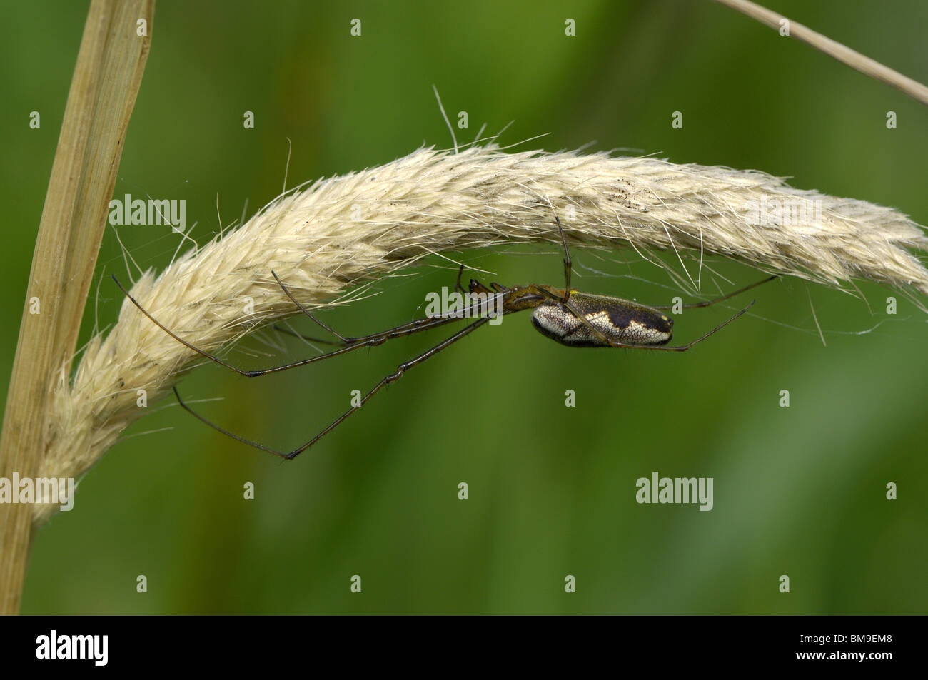 Plate-long-orb weaver (Tretagnatha extensa) sur une herbe (aussi longtemps à mors doux ou araignée araignée extensible) Banque D'Images