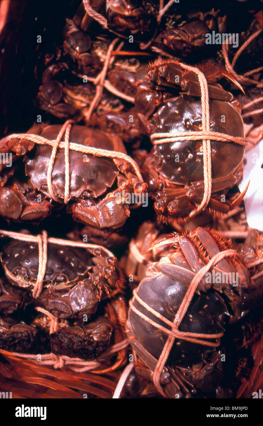 Le crabe poilu de Shanghai liée Banque D'Images