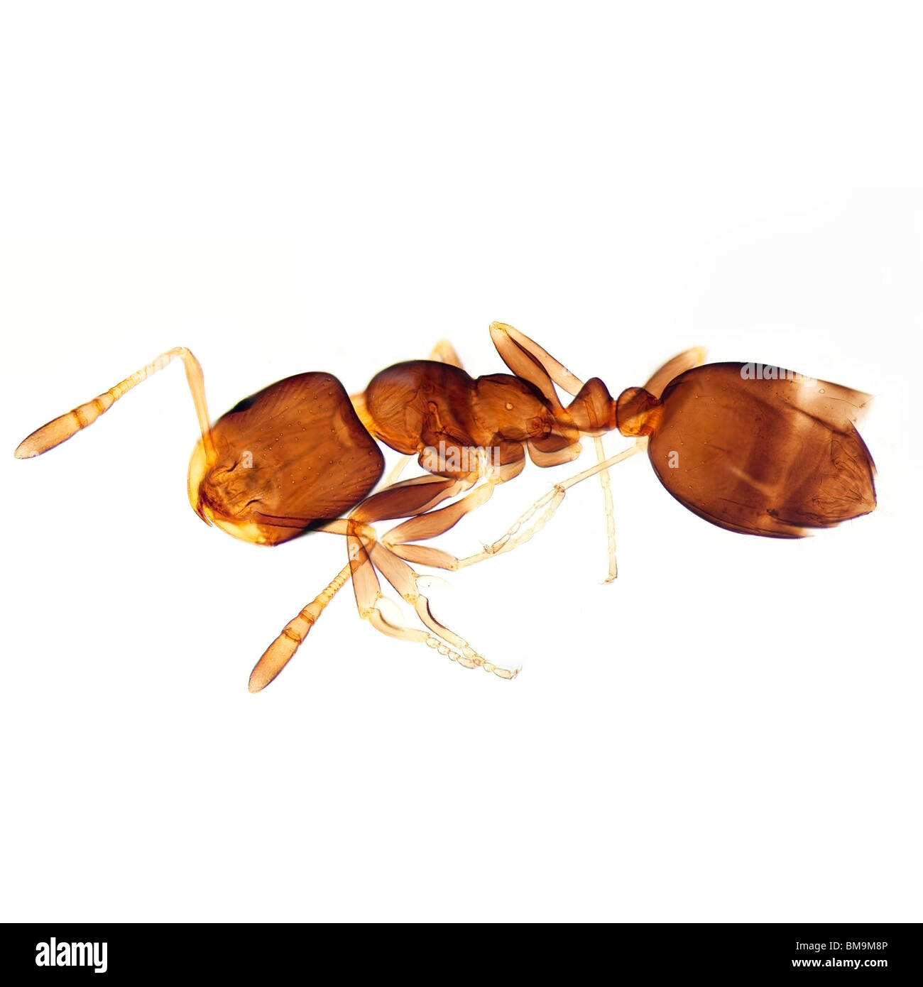 Ant, à l'image du microscope Banque D'Images
