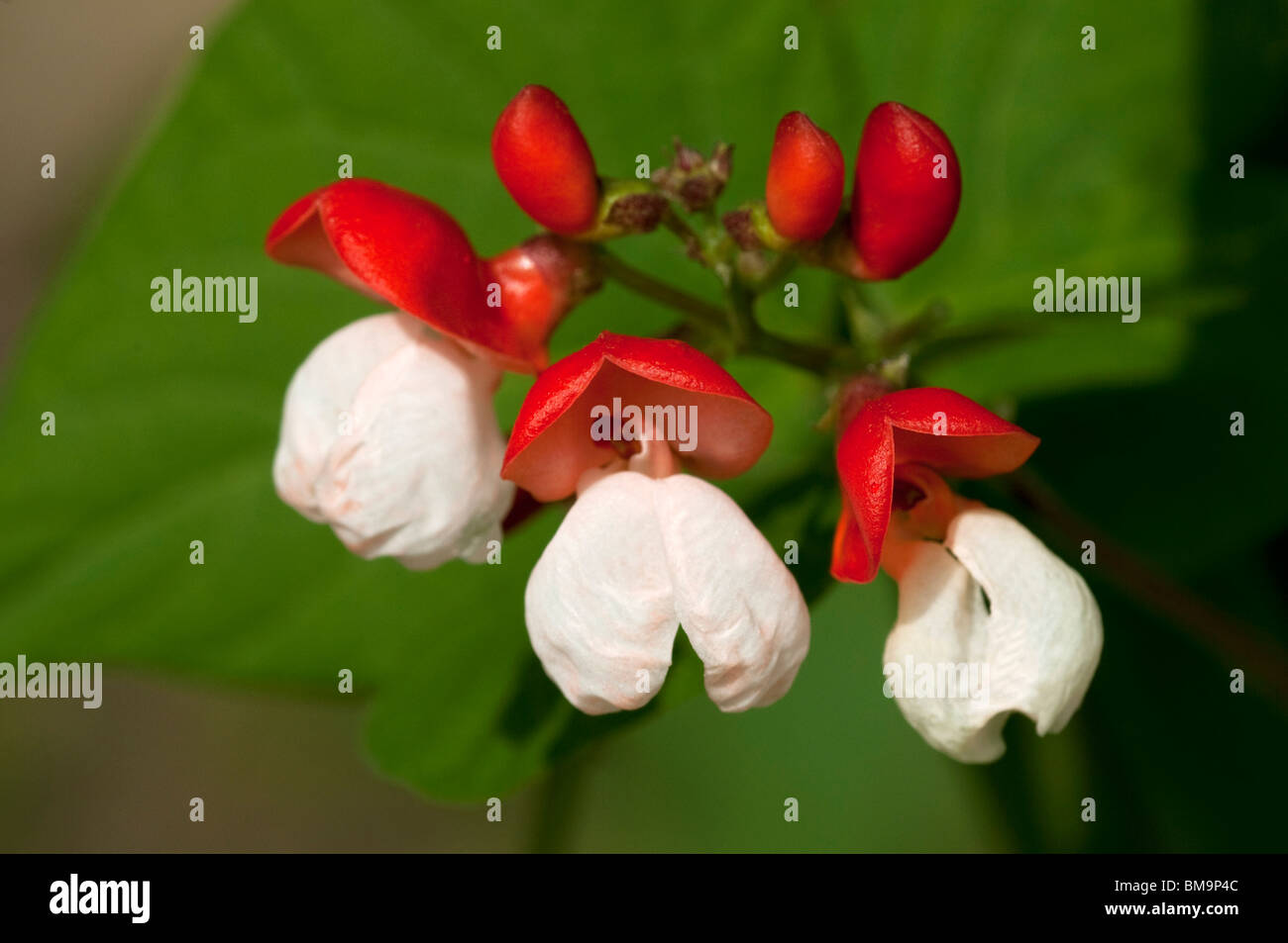 Runner Bean, Scarlet Runner (Phaseolus coccineus), fleurs. Banque D'Images