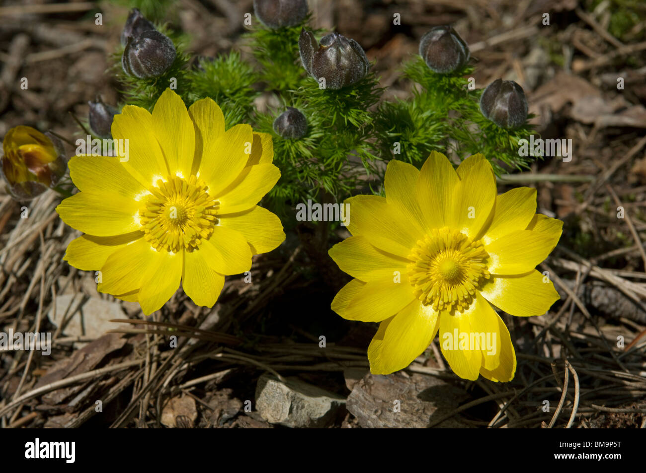 Adonis du printemps, le jaune des yeux Faisans (Adonis vernalis), plante à fleurs. Banque D'Images