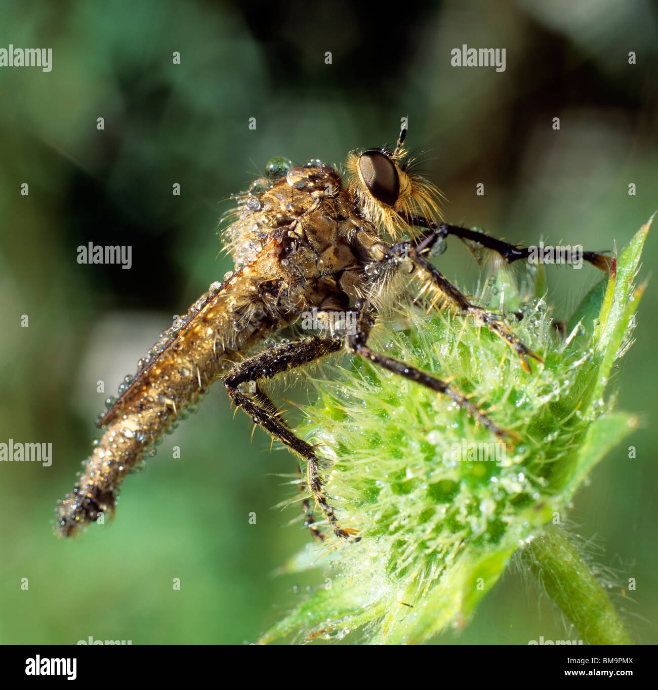 Robber Fly (Dasypogon diadema) sur une fleur. Banque D'Images