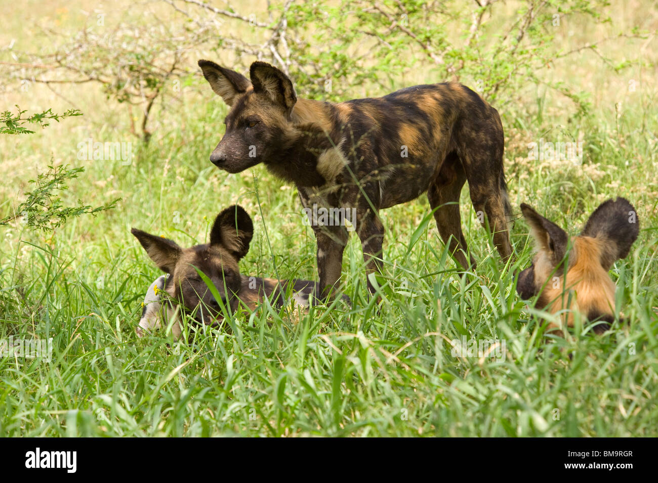 Les chiens sauvages africains reposant Banque D'Images