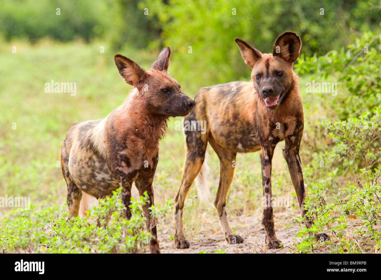 Les chiens sauvages d'Afrique Banque D'Images