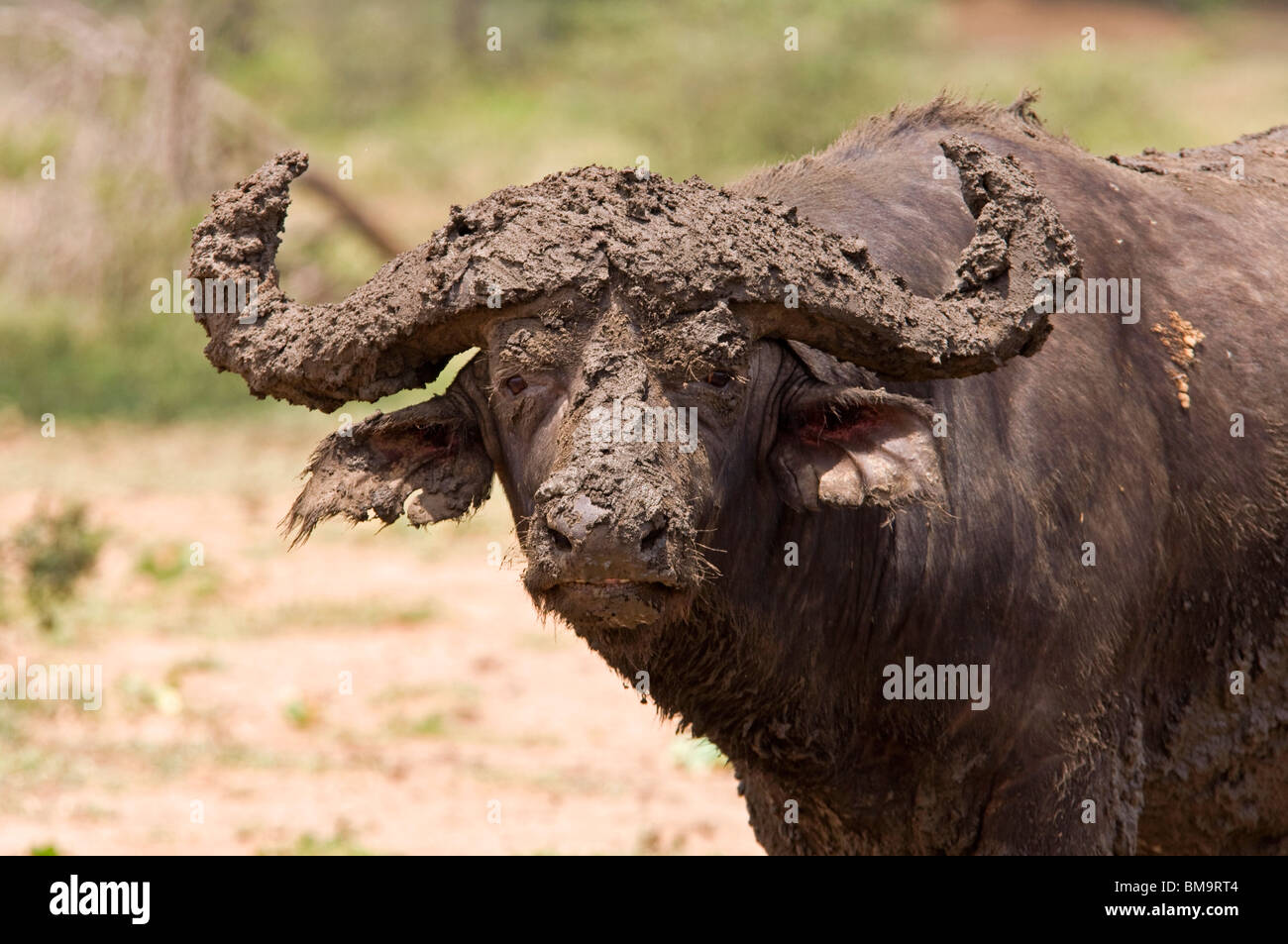 Buffle africain couvert de boue Banque D'Images