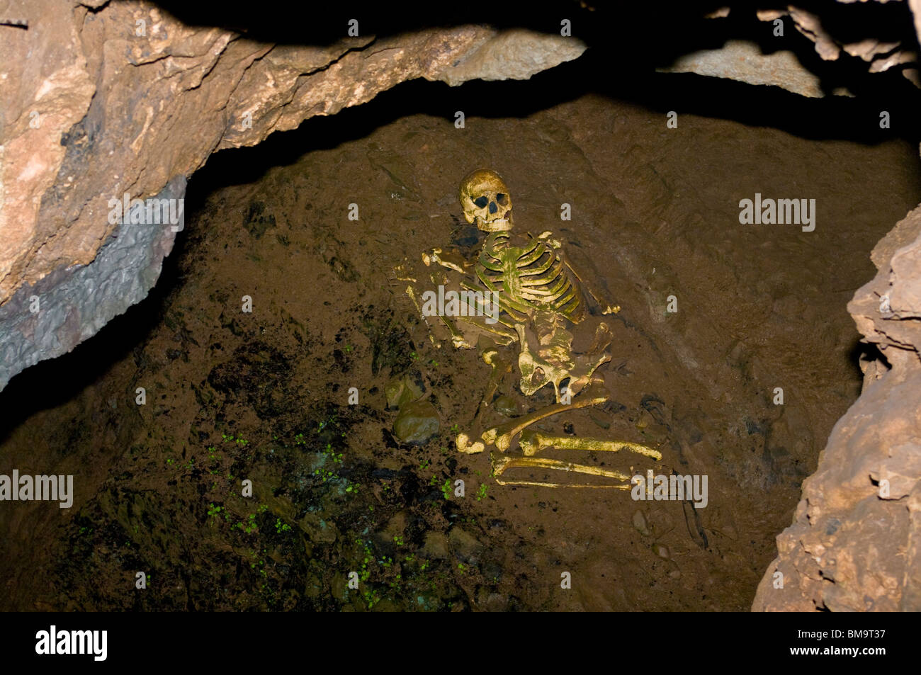 Exposition du squelette de l'homme de Cheddar Cheddar Gorge Grotte Goughs en Angleterre Somerset Banque D'Images