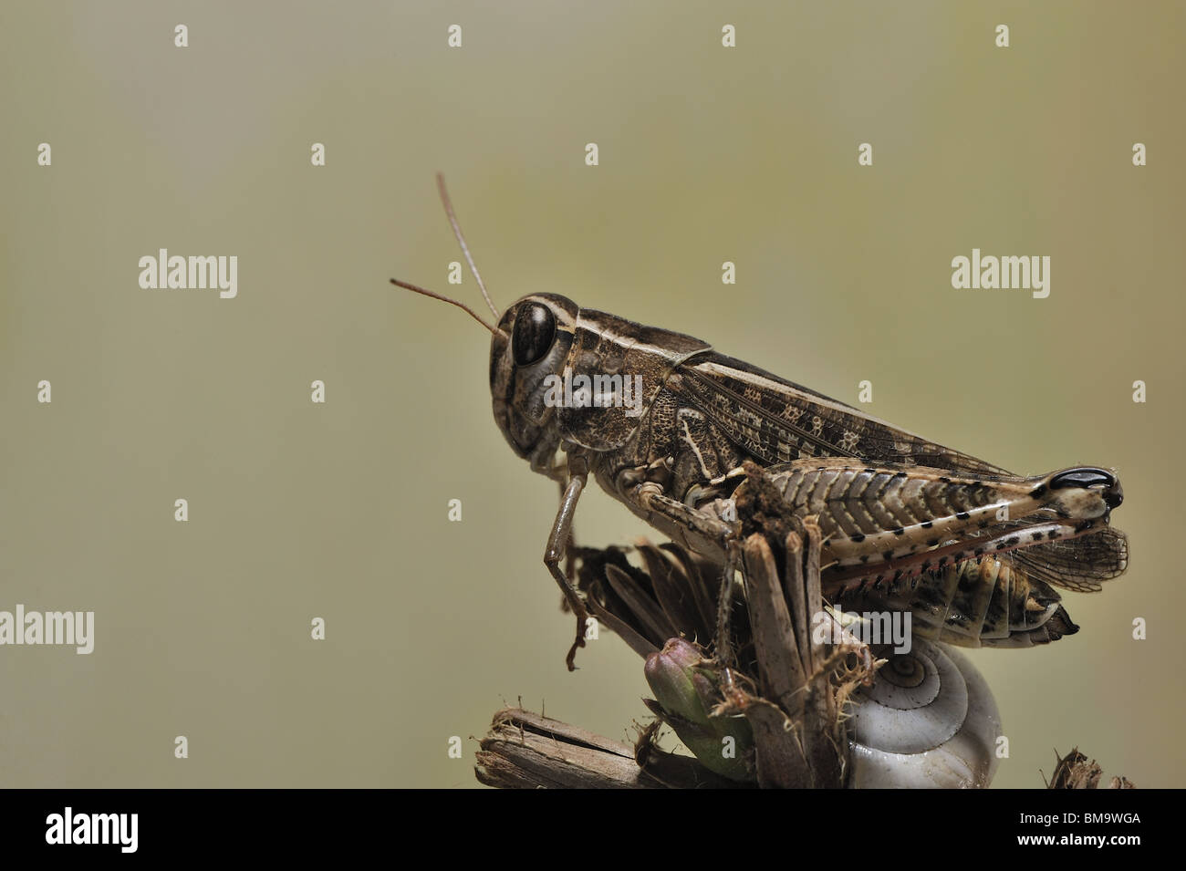 Criquet italien (Calliptamus italicus) sur une fleur sèche en Provence Banque D'Images