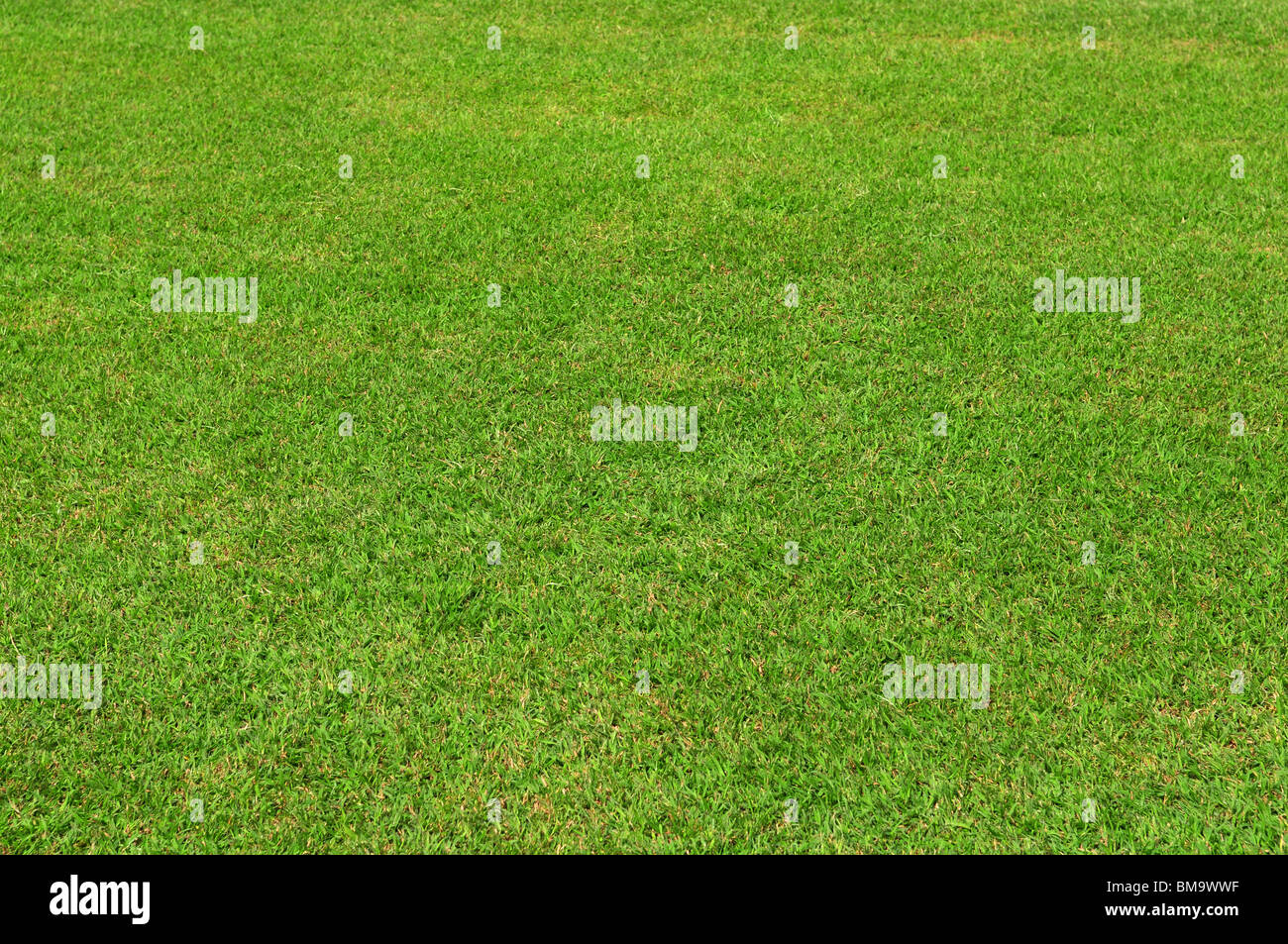 La texture de l'herbe verte du printemps ou l'arrière-plan pour la conception Banque D'Images