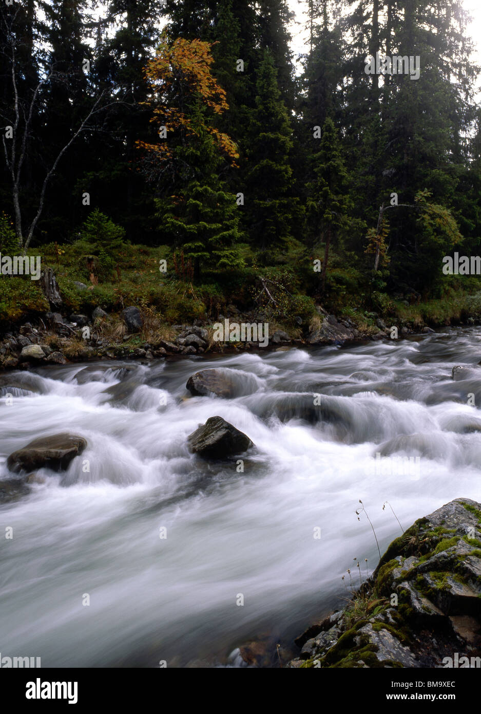 La rivière qui coule dans la forêt Banque D'Images