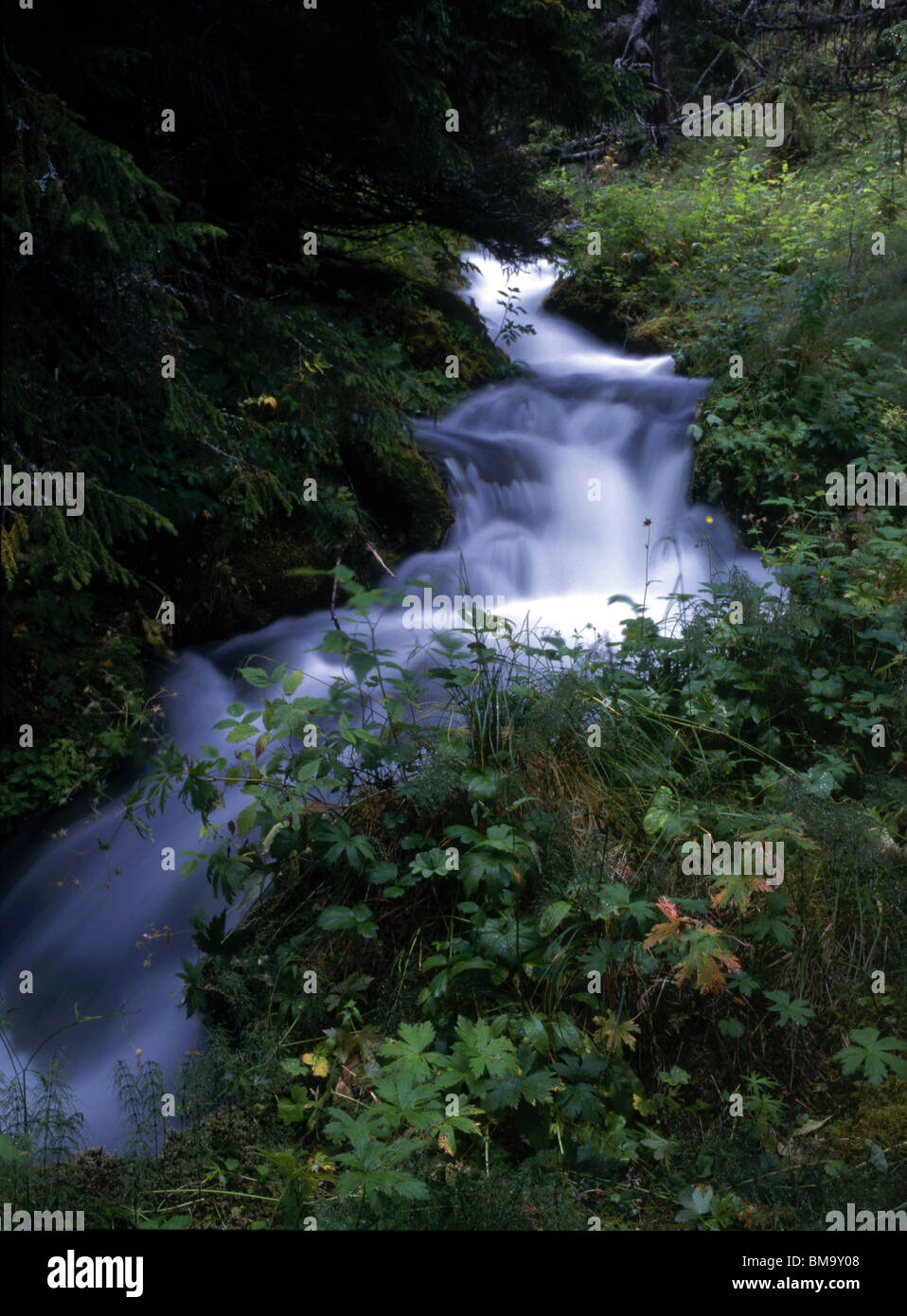 L'eau qui coule du torrent de montagne Banque D'Images