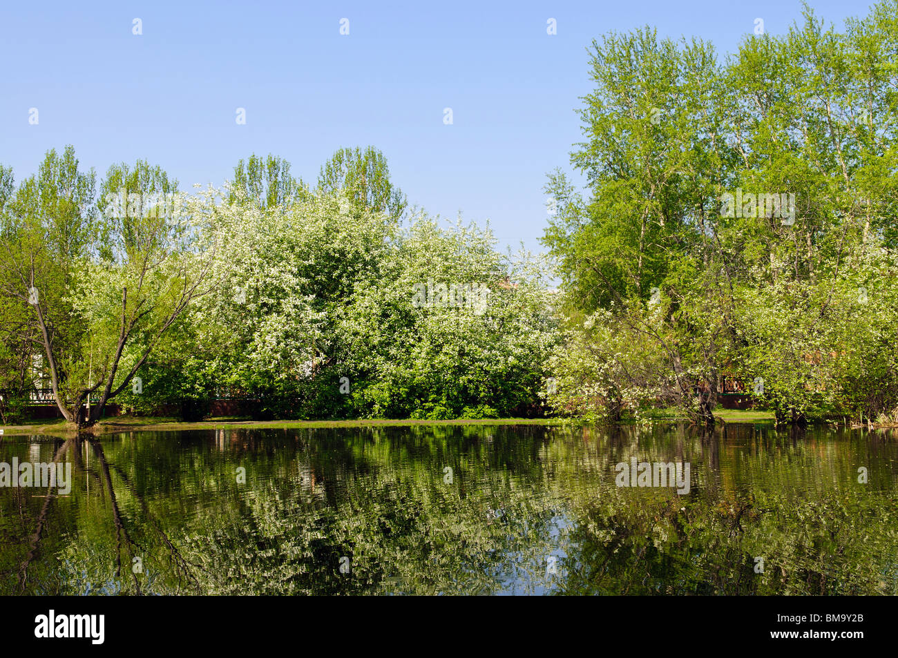 Paysage de l'étang et arbres au printemps dans le parc Banque D'Images