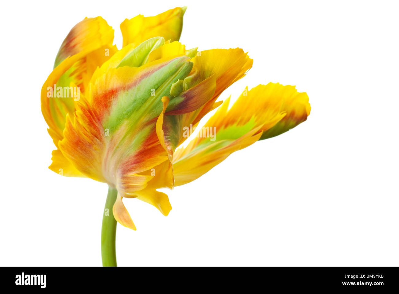 Tulipe jaune isolé sur fond blanc Banque D'Images