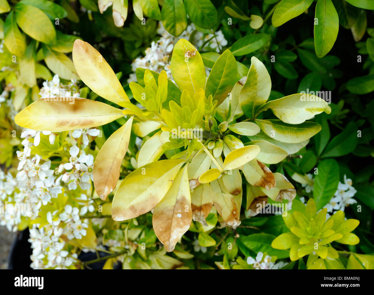 Comment Sauver Un Oranger Du Mexique Les gelées tardives de printemps les feuilles abîmées de Choisya ternata  'Sundance', nom commun d'Oranger du Mexique Photo Stock - Alamy