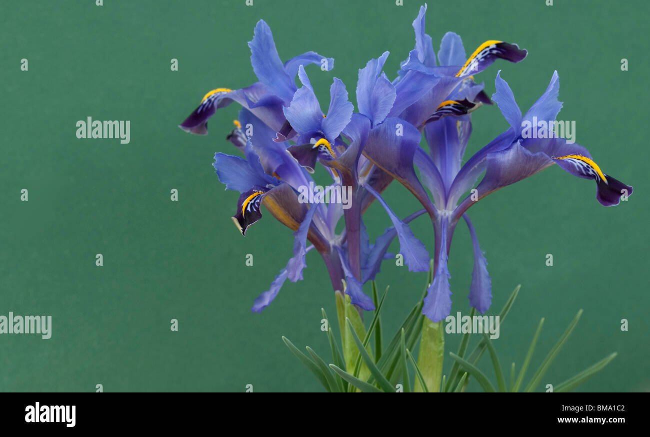 Iris (Iris stenophylla), fleurs. Banque D'Images