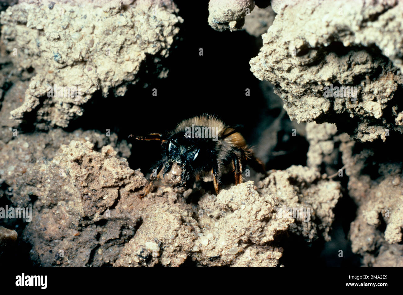 Femelle Rouge abeille maçonne (Osmia rufa : Megachilidae) sortant de sa mine qui fournit son nid de boue UK Banque D'Images