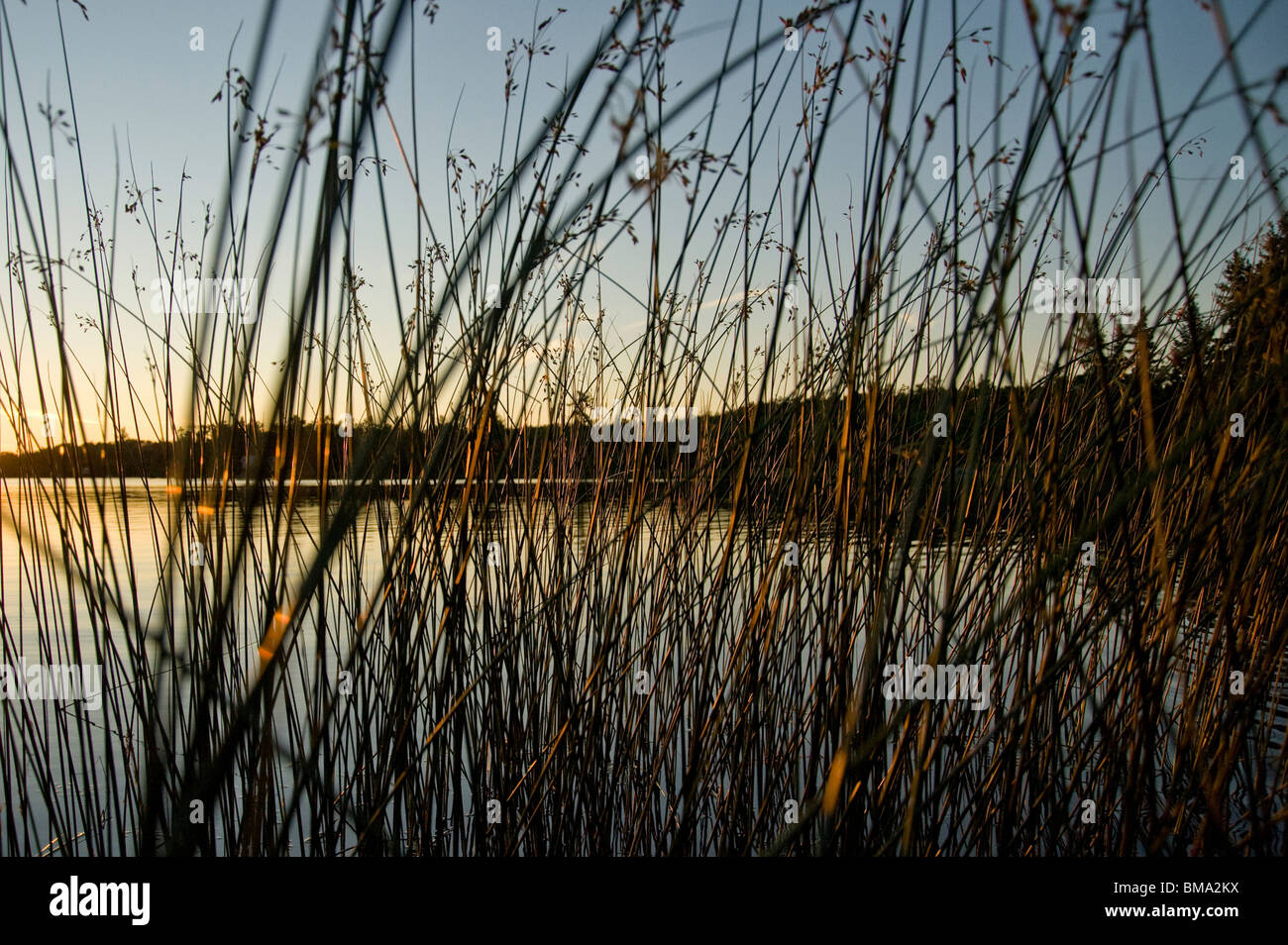 Le lac des Bois, Ontario, Canada Banque D'Images