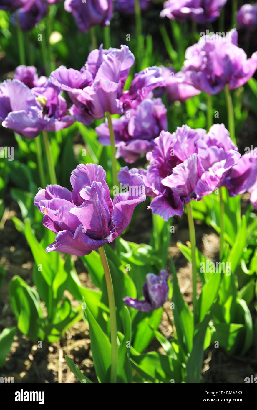TULIPA Perroquet Bleu Banque D'Images