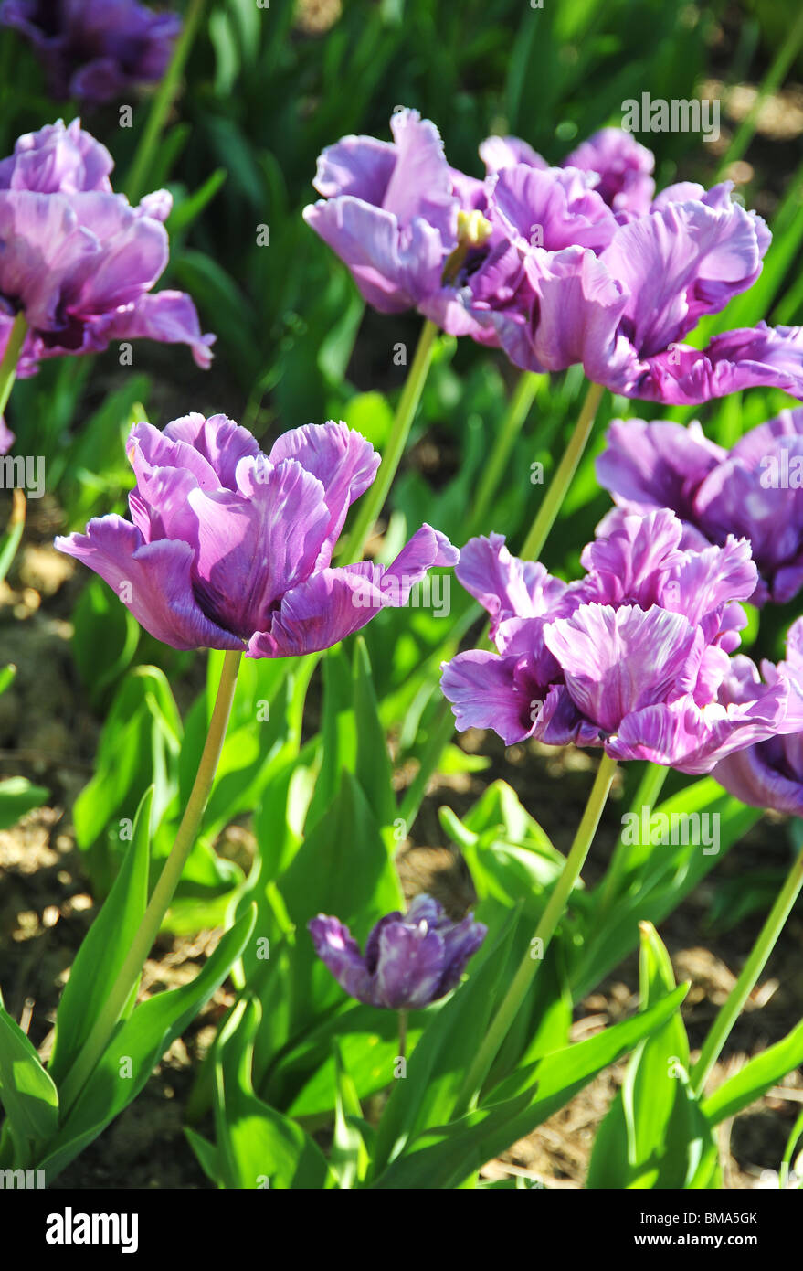 TULIPA Perroquet Bleu Banque D'Images