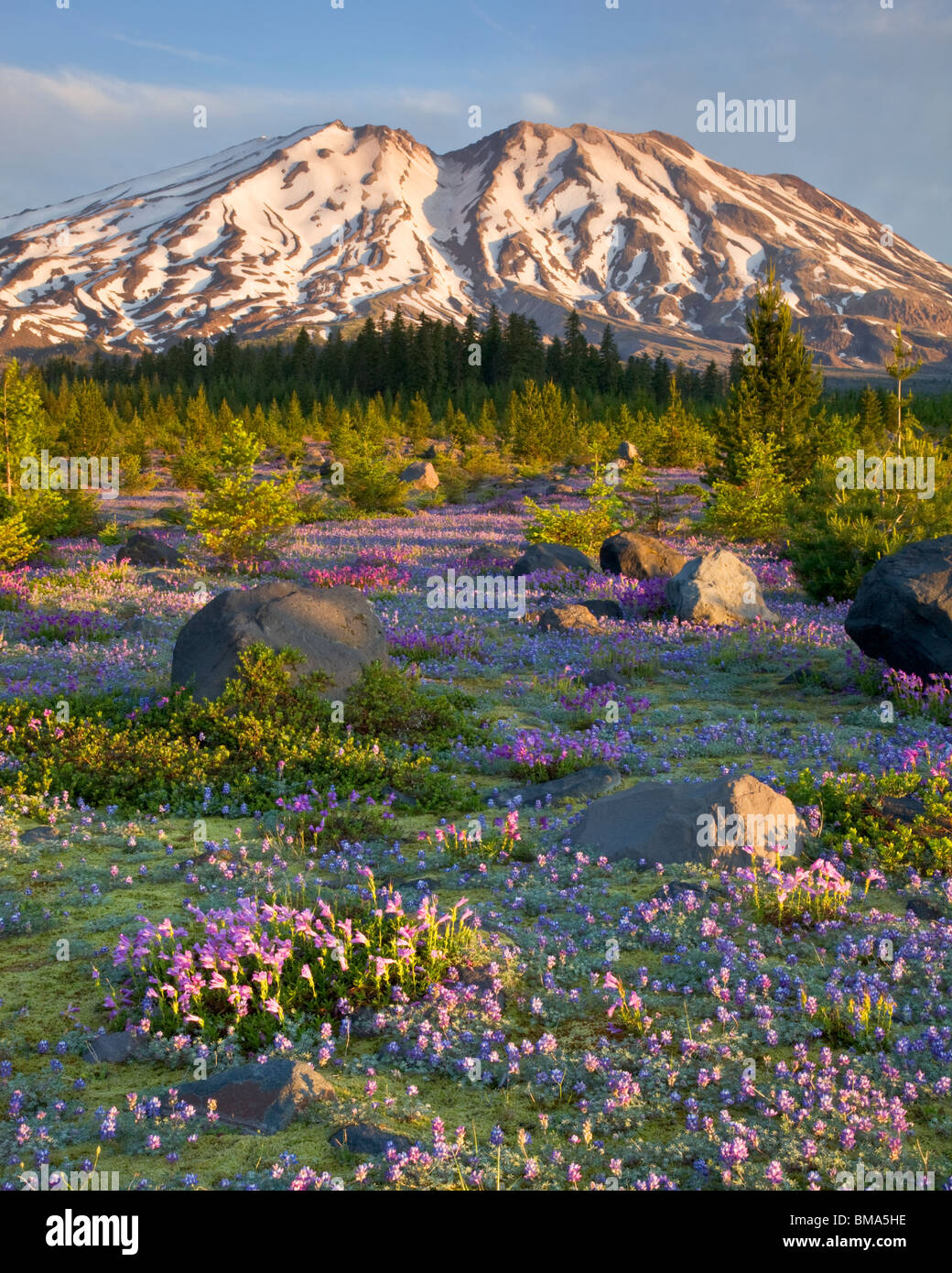 Mont St Helens Monument Volcanique National, WA l'aube sur le Mont Saint Helens à partir d'une prairie de lupin et le penstemon à Lahar Banque D'Images